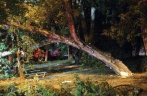Spații inundate și copaci doborâți în urma vijeliei în Mureș (UPDATE)