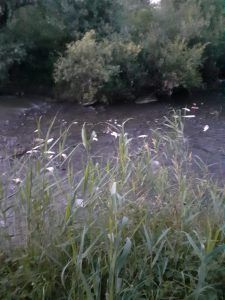 Pești morți pe o porțiune a râului Mureș