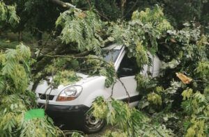 Copac căzut peste autoturisme în Târgu Mureș (UPDATE)