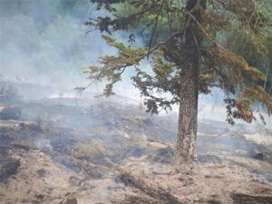 Creștere semnificativă a numărului de incendii produse în primul semestru în fondul forestier administrat de Romsilva