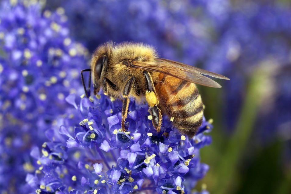 Albinele din Australia, ameninţate de un parazit