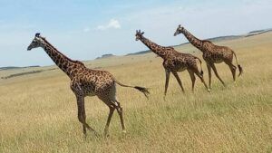 Gemeni de girafă