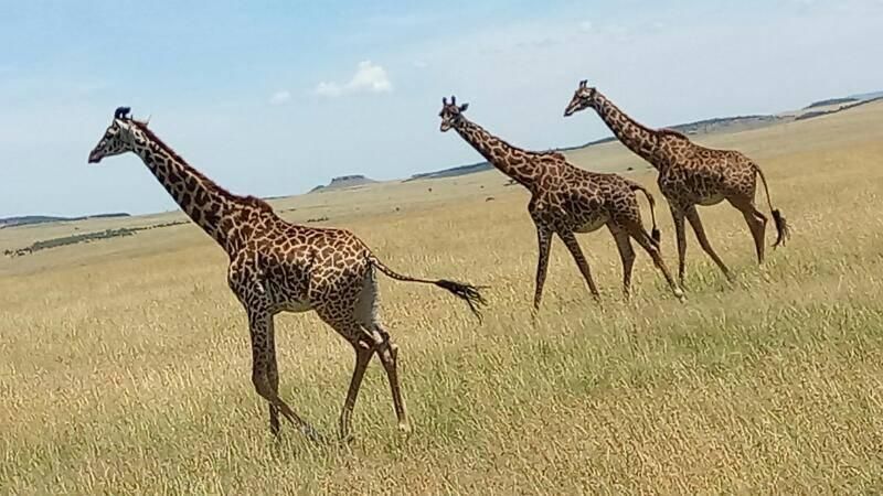 Gemeni de girafă