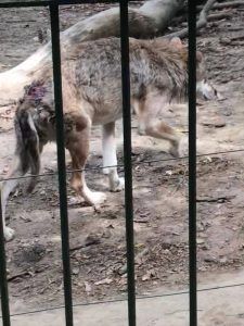 VIDEO Imagini greu de văzut. Ce a filmat un clujean la Grădina Zoo din Târgu Mureș
