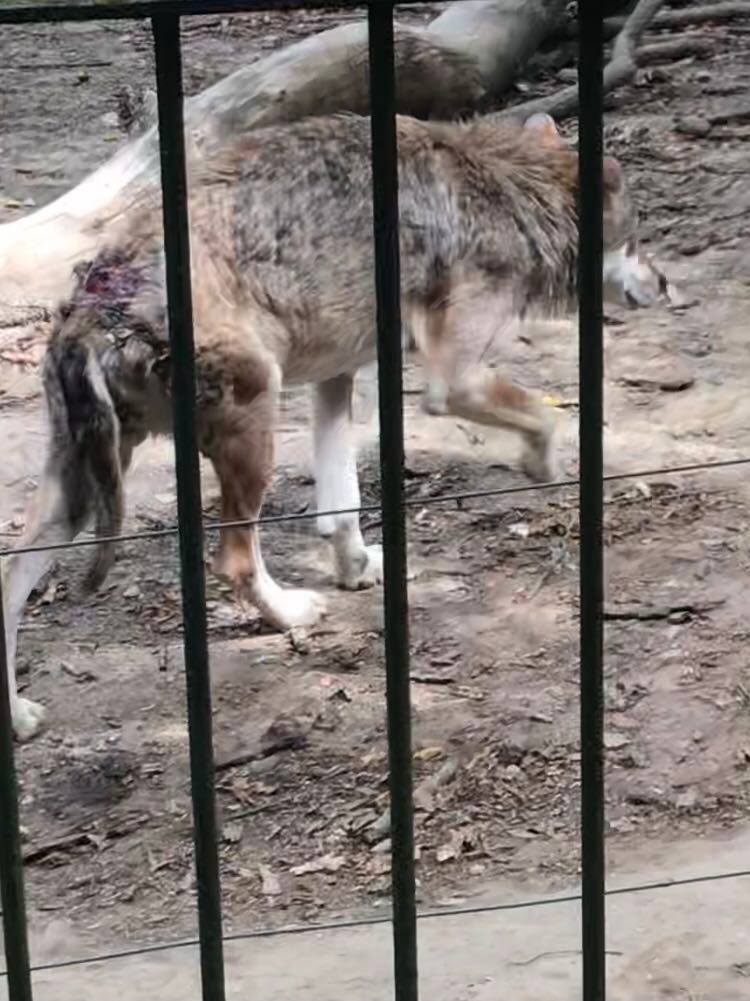 Update: Poziția conducerii Grădinii Zoo despre filmarea cu lupul rănit