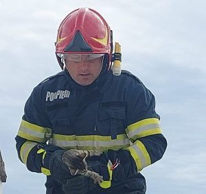 Pisică salvată de pompierii din Târnăveni după o intervenție dificilă