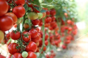 Deconturi pentru Programul Tomata, în județul Mureș
