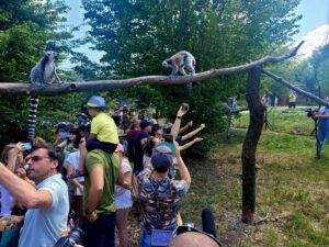 Poiana Lemurilor, deschisă la Zoo Târgu Mureș