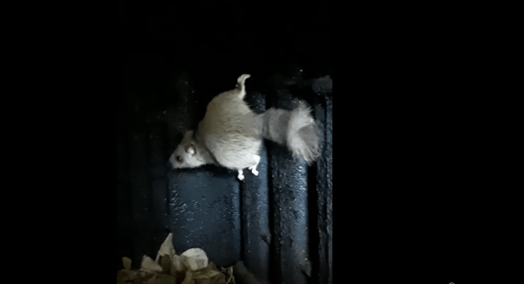 VIDEO: Ciri, veverița care și-a făcut cuib într-o centrală pe lemne