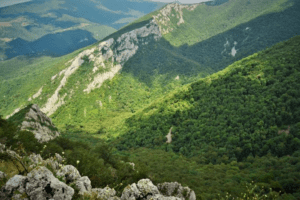 Precizări Romsilva despre procesul de întăbulare a suprafețelor forestiere