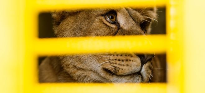 Târgu Mureș: Nouă lei salvați din Ucraina, călătorie spre o casă nouă din SUA