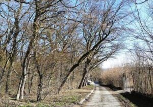 Pericol zilnic pe strada Subpădure din Târgu Mureș