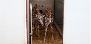 FOTO: Doi micuți noi la Zoo Târgu Mureș!