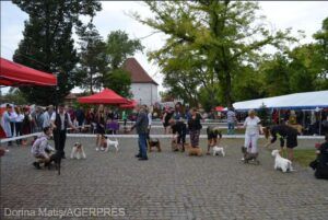 Peste 900 de câini din 40 de țări, la ”Dracula Dog Show” Târgu Mureș
