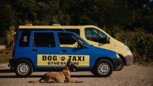 Dog Taxi, prima taximetrie pentru câini din oraș