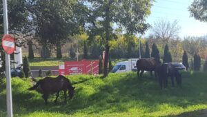 Cai la păscut printre blocuri, într-un cartier târgumureșean