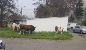Vaci la păscut, într-un cartier târgumureșean