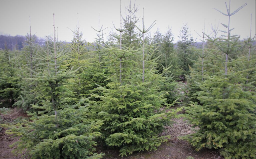 Romsilva oferă spre vânzare peste 30 de mii de pomi de Crăciun