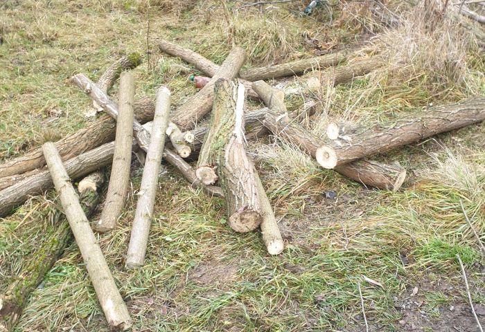 Mureș: Persoane care transportau ilegal lemne depistate de jandarmi 