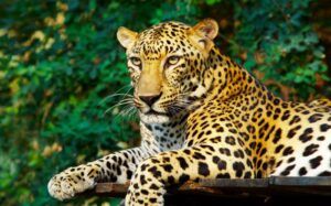 Mai multe specii de animale, pe lista noilor locatari de la Zoo Târgu Mureș
