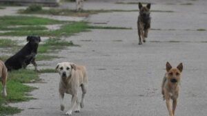 Alertă din cauza unor câini liberi pe străzi, în Târgu Mureș