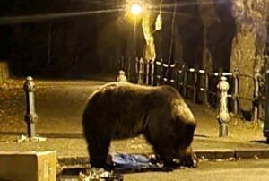 Urs de mărime mijlocie, vizită nocturnă în Grădina Zoologică Târgu Mureș