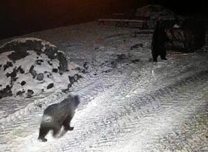 Trei urși, vizită nocturnă la Zoo Târgu Mureș