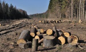 Dosare penale pentru tăieri ilegale de arbori