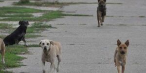 Câini fără stăpân într-un parc de joacă din Târgu Mureș