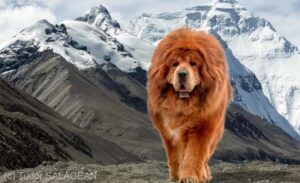 Mureş: Cel mai frumos Mastiff Tibetan din lume împlineşte 6 ani