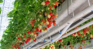 Proiect-pilot de dezvoltare a unei ferme moderne de căpșuni în județul Mureș