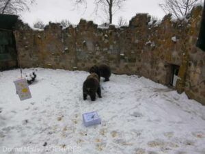 Urșii de la Zoo Târgu Mureș au ieșit din adăpost