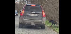 VIDEO: Câine tras cu mașina, la Platoul Cornești din Târgu Mureș
