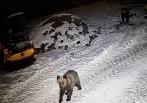 Problema urșilor de la Platoul Cornești din Târgu Mureș, încă nerezolvată