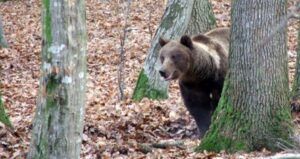 Urs semnalat la Platoul Cornești din Târgu Mureș