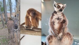 Animale noi la Grădina Zoologică din Târgu Mureș 