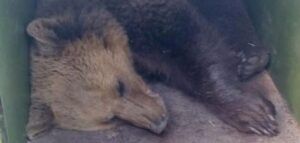 Un nou urs capturat la Platoul Cornești din Târgu Mureș