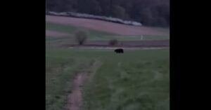 VIDEO: Urși filmați în zona comunei Corunca