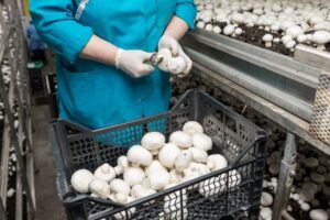 Ciupercărie mureșeană scoasă la vânzare pentru 18.500 de euro