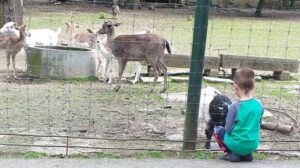 Intrare gratuită pentru copii la Zoo Târgu Mureș, de 1 Iunie