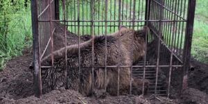 Ursoaică prinsă în Corunca