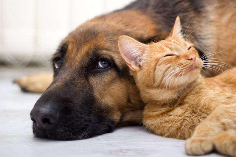 Sterilizare gratuită pentru câini și pisici, la Târgu Mureș