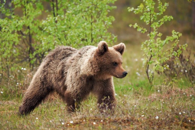 Alerte de urși în județul Mureș