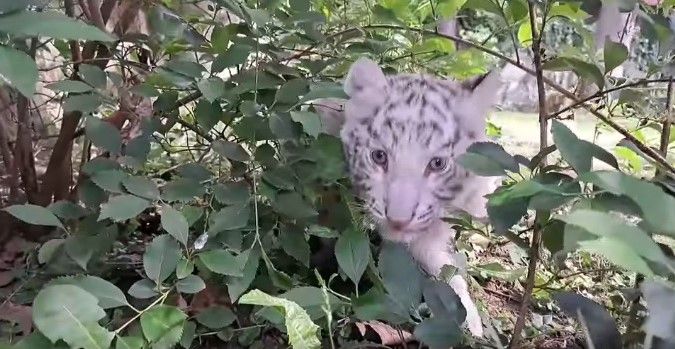 VIDEO: Zoo Târgu Mureș, mai bogată cu un pui de tigru bengalez alb