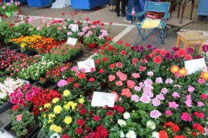 Piața Cuza Vodă, flori și răsaduri cât încape