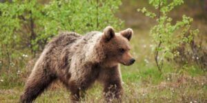 Alertă de animale periculoase în Târgu Mureș, Corunca și Livezeni