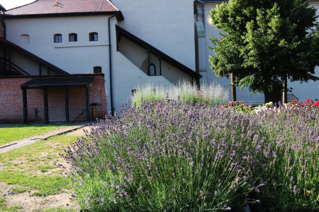 FOTO: Plante medicinale şi aromatice în Cetatea Târgu-Mureş