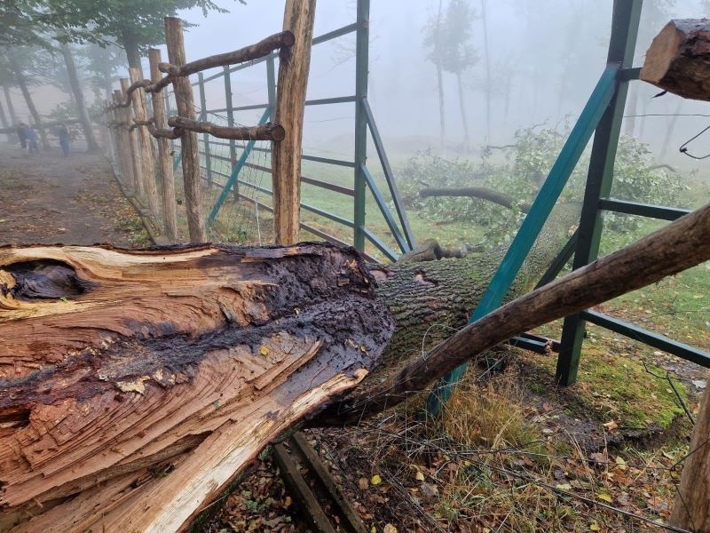 Garduri deteriorate după furtună la Zoo Târgu Mureș. Două animale, evadate