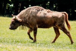 Un bizon crescut la Grădina Zoologică Târgu Mureș, relocat în mediul său natural în Azerbaidjan