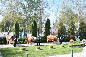 FOTO-VIDEO: Mustang, câștigătorul ediției din 2023 a „Paradei Taurilor” de la Sângeorgiu de Mureș